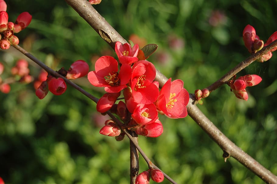 nature, tree, branch, plant, growth, red, focus on foreground HD wallpaper