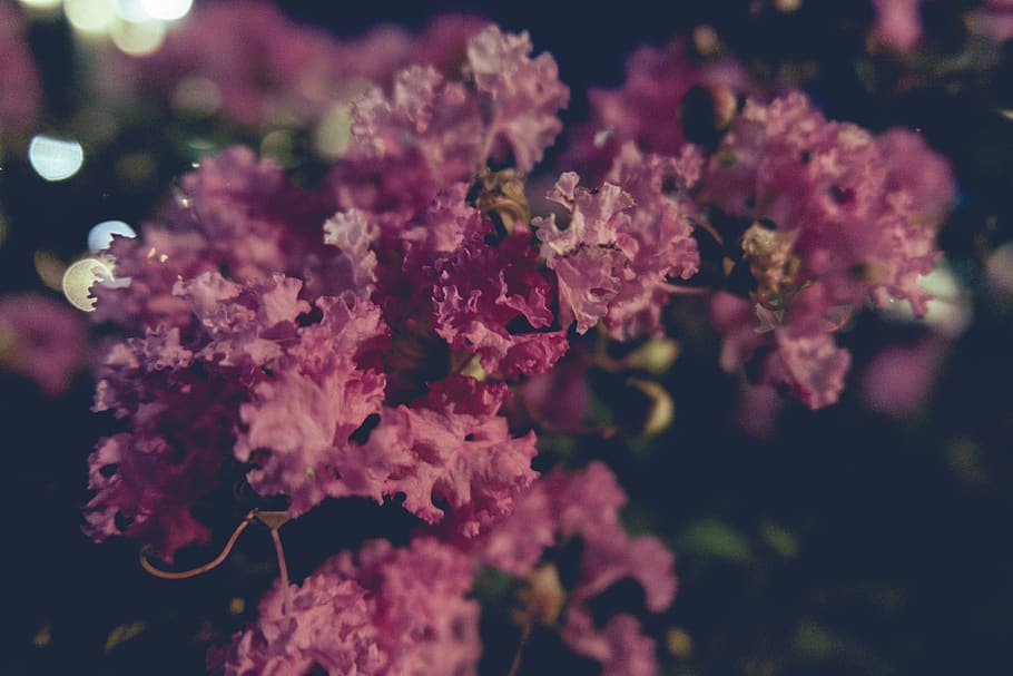 flower, flowering plant, freshness, fragility, vulnerability HD wallpaper