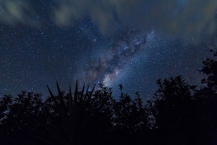 silhouette of trees with stars, galaxy, long exposure, night sky HD wallpaper
