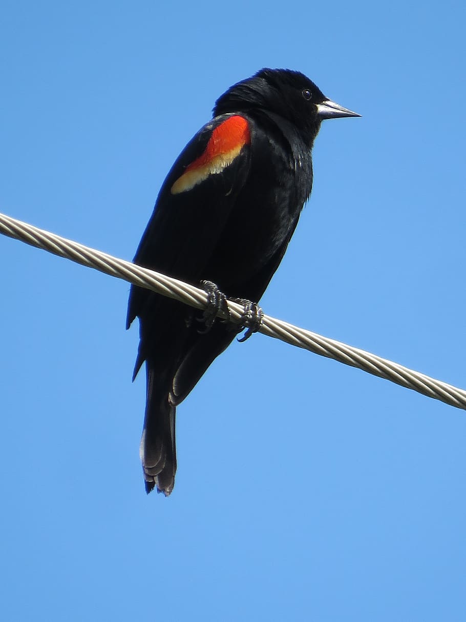 bird, redwing, iowa, animal themes, vertebrate, animal wildlife HD wallpaper