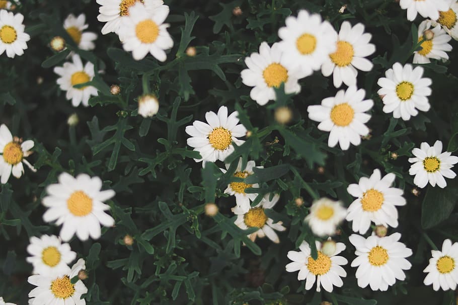 white, daisy, summer, plant, nature, yellow, bush, spring, flowering plant HD wallpaper