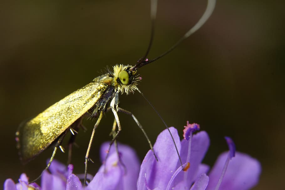 butterfly, night, insect, flower, nature, insects, flowers HD wallpaper