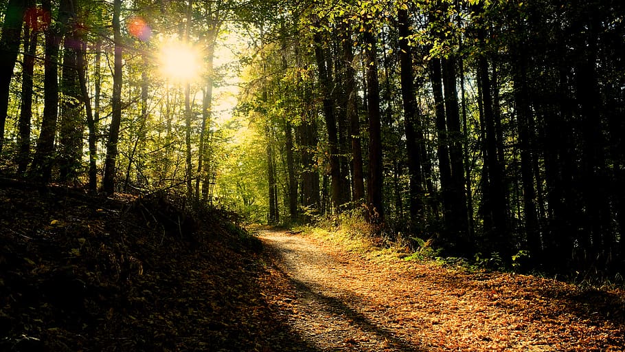germany, simmerath, eifelsteig, tree, forest, plant, land, sunlight HD wallpaper