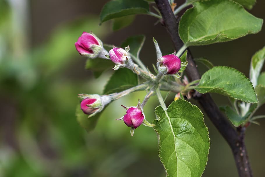 apple, apple tree, wood, trees, flower, bloom, fruit trees HD wallpaper