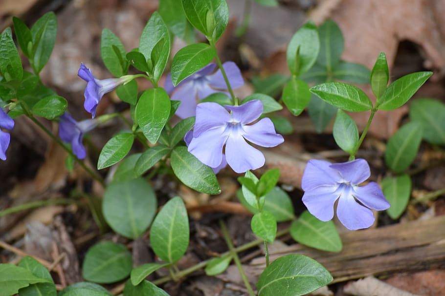 flower, flowers, spring, flora, bloom, nature, blooms at, open HD wallpaper