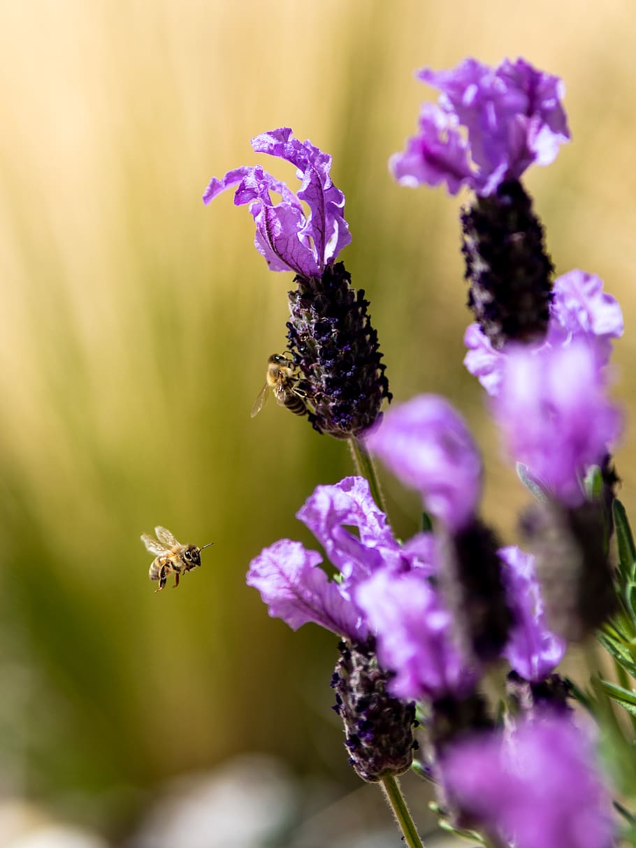 purple petaled flower, flowering plant, invertebrate, animals in the wild HD wallpaper