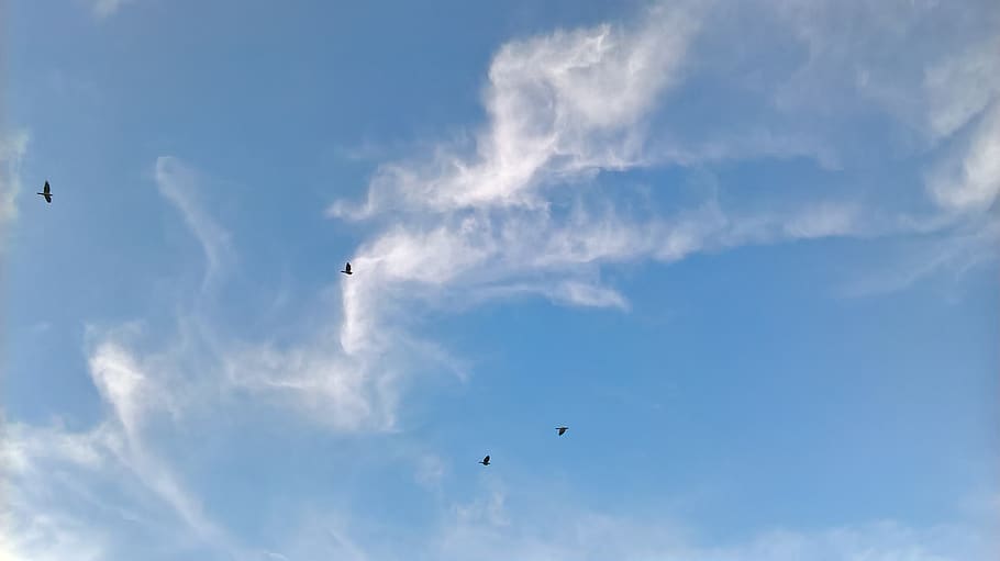 birds, crow, sky, open, cloud, cloud - sky, flying, low angle view HD wallpaper