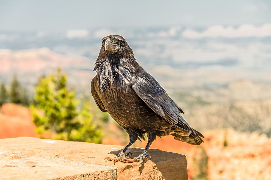 Grey and Black Crow during Daytime, animal, macro, plumage, rock HD wallpaper