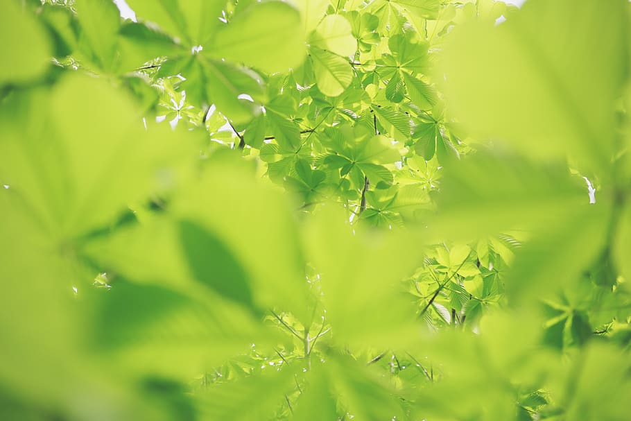 green leafed plants, flora, food, dill, seasoning, japan, leaves HD wallpaper
