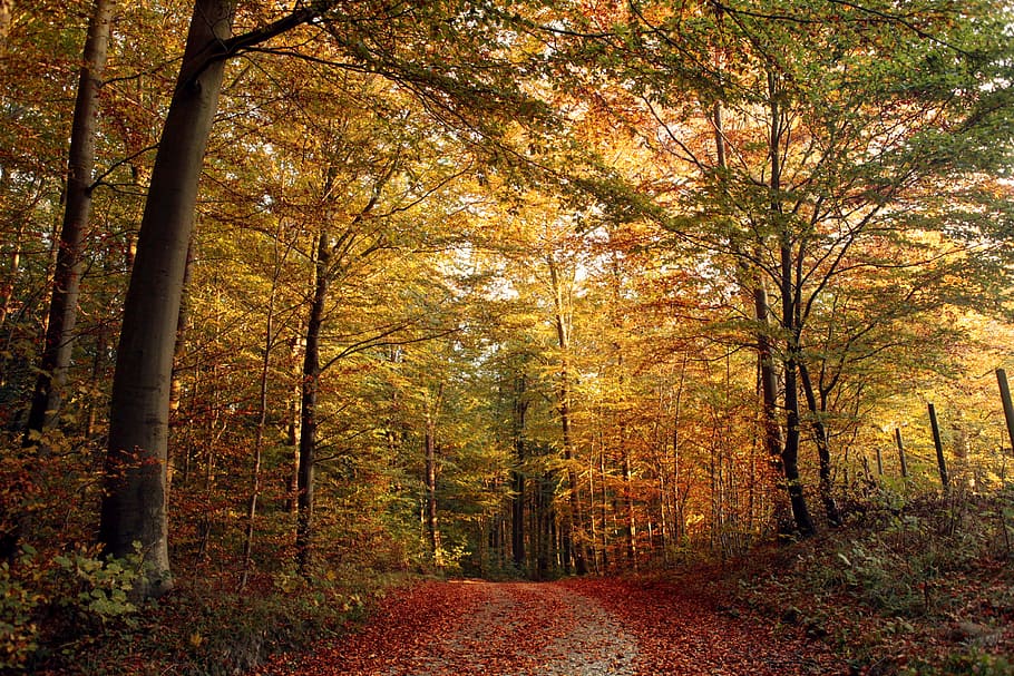 red flowers on road between forest, tree, path, leaves, leaf HD wallpaper