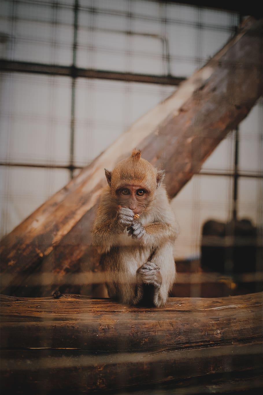 shallow focus photo of brown monkey, mammal, animal, wildlife, HD wallpaper