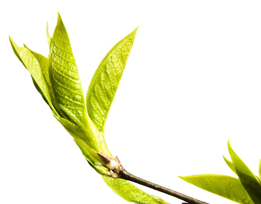 branch, tree, leaf, green, white, plant, isolated, growth, nature HD wallpaper