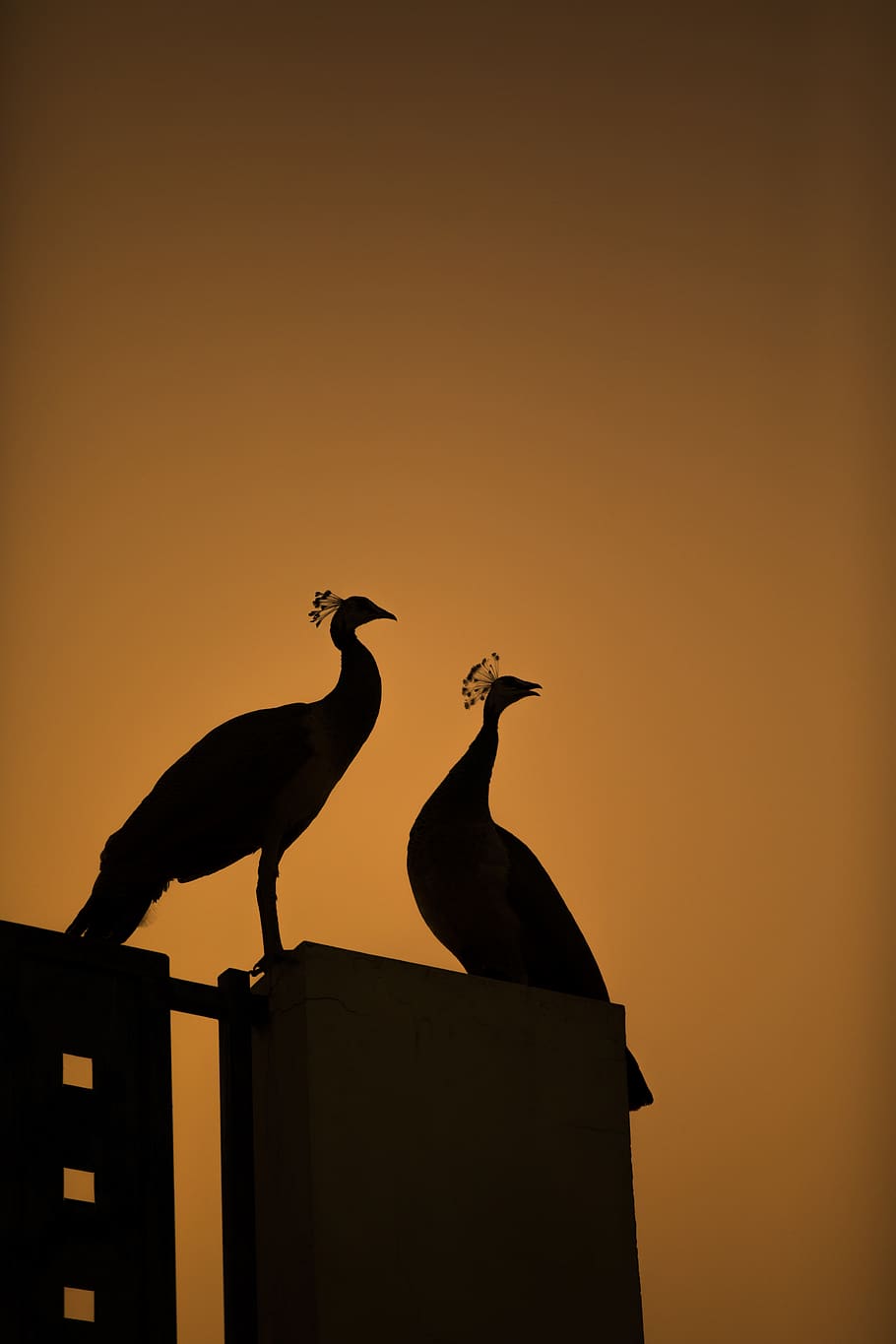 two peacocks shadow illustrations, bird, animal, crane bird, heron, HD wallpaper
