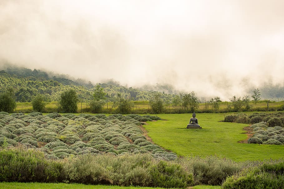 peace, forest, trees, grass, fog, misty forest, lavender, lavender field HD wallpaper