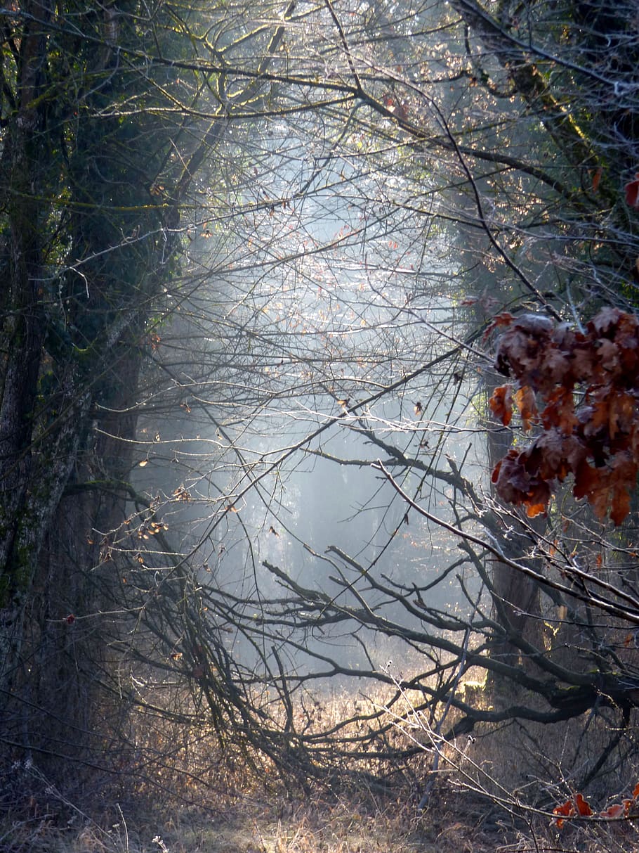 forest, radius, sun, enchanted, nature, trees, light, wood, HD wallpaper