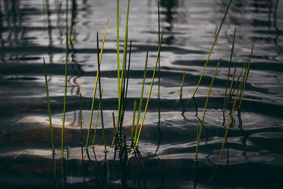 pond, water, reflect, papyrus, water reflection, nature, natural HD wallpaper