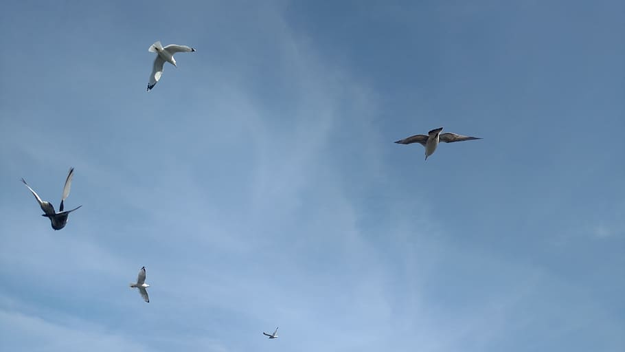 sky, blue, bird, flying, flying bird, animal themes, animals in the wild HD wallpaper