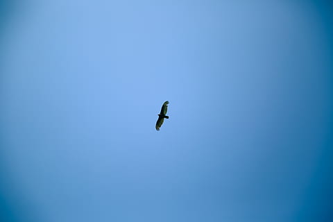 bird, sky, simplicity, soaring, lonely, strength, flying bird HD wallpaper