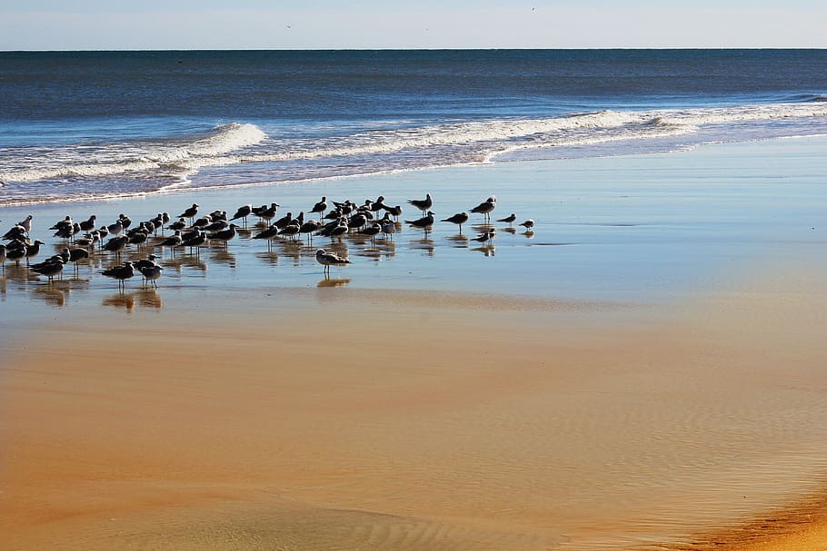 beach, ocean, seagulls, wings, holiday, sand, costa, waves HD wallpaper