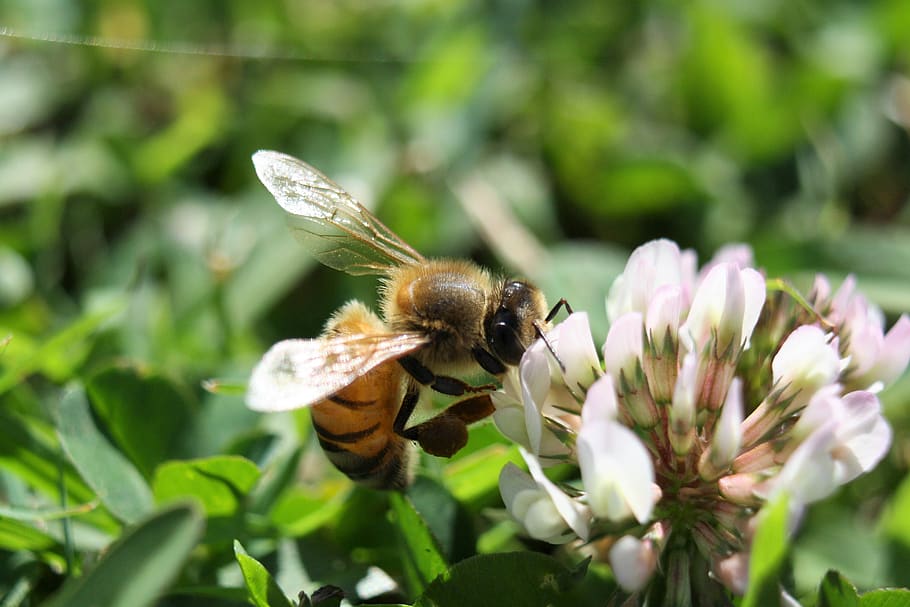 bee, clover, macro, nectar, insect, wildlife, garden, brisbane HD wallpaper