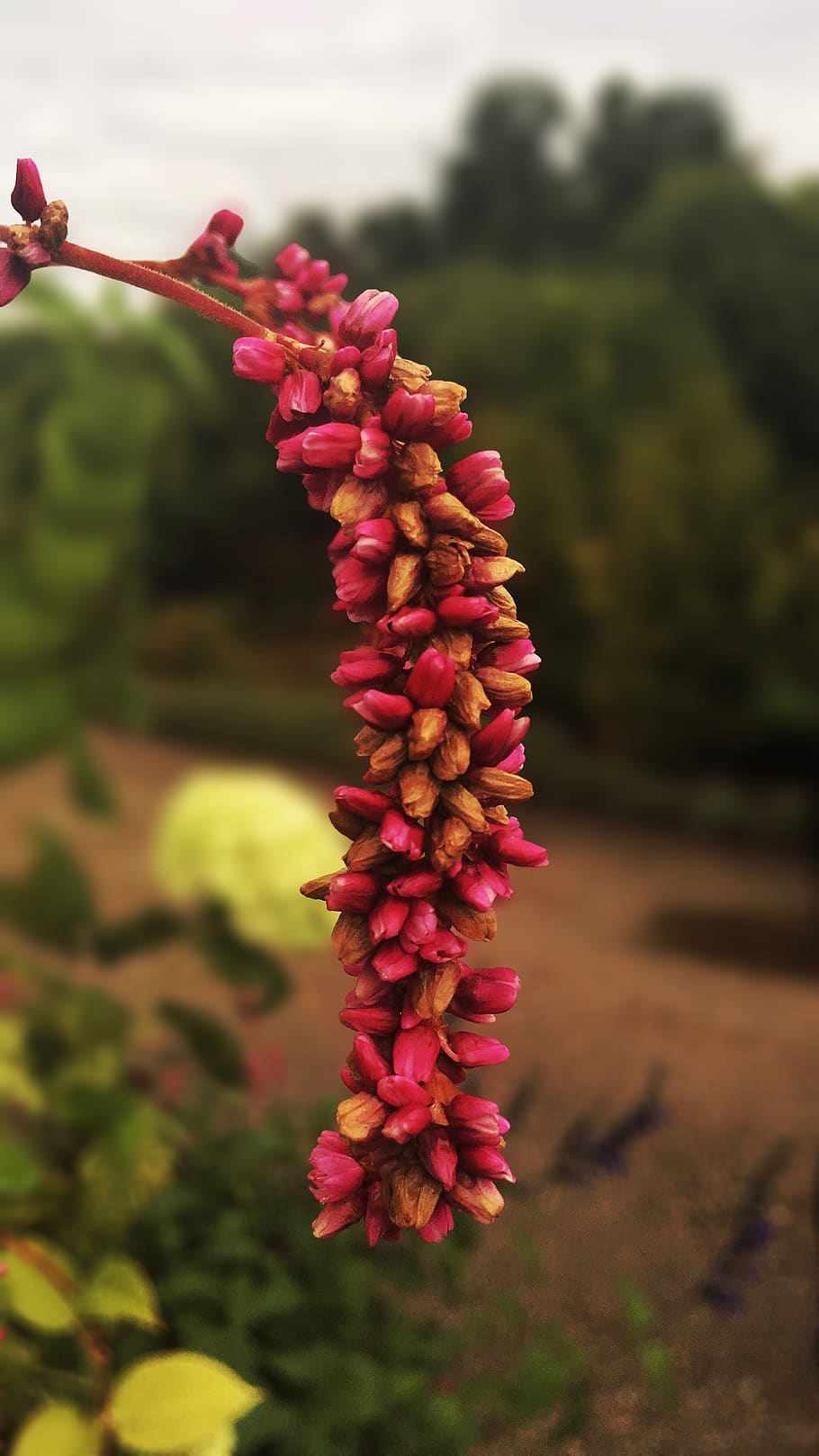 nature, bokeh, flower, plant, growth, beauty in nature, flowering plant HD wallpaper
