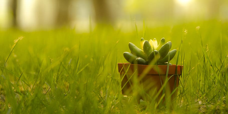 plant, green color, growth, nature, freshness, selective focus HD wallpaper