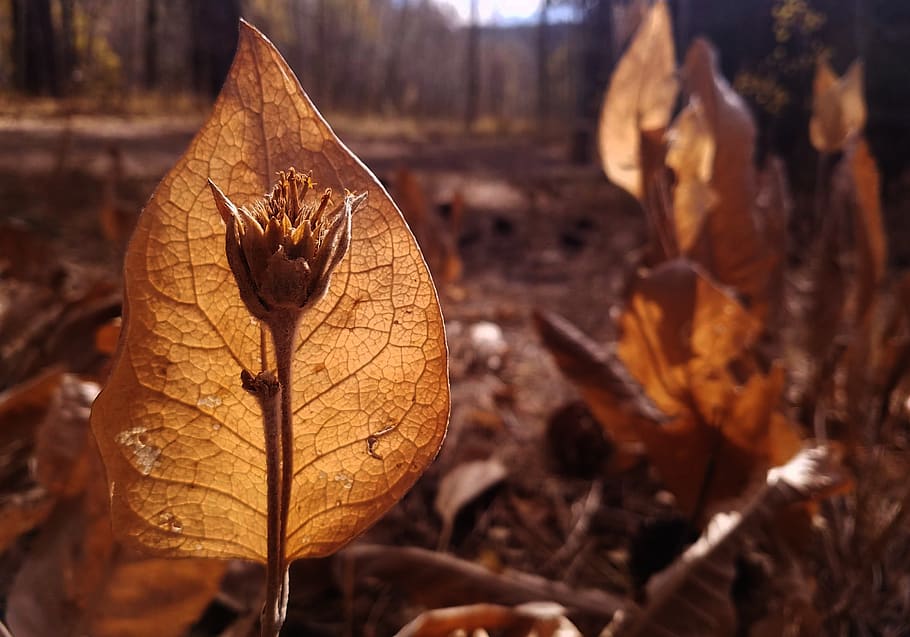 fall, plant, nature, dry, autumn, husk, flower, forest, translucent HD wallpaper