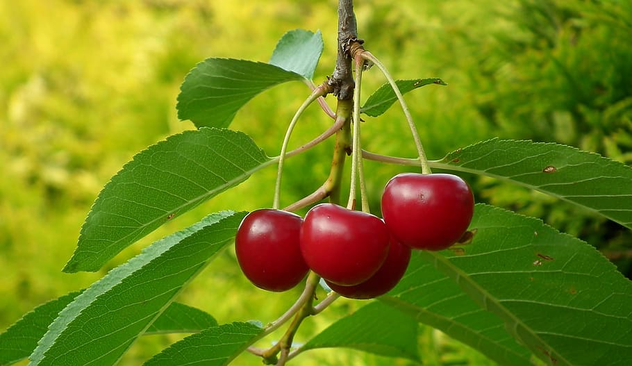 cherries, fruit, sprig, summer, fresh, vitamins, nature, healthy HD wallpaper