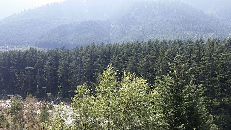 manali, india, tree, river, forest, plant, beauty in nature HD wallpaper