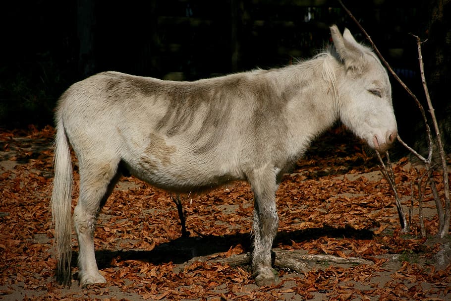 donkey, pet, ungulate, mammal, animal themes, domestic animals HD wallpaper