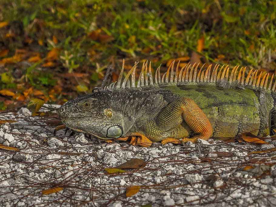 the lizard, iguana, gad, animals, nature, wild, the tropical HD wallpaper