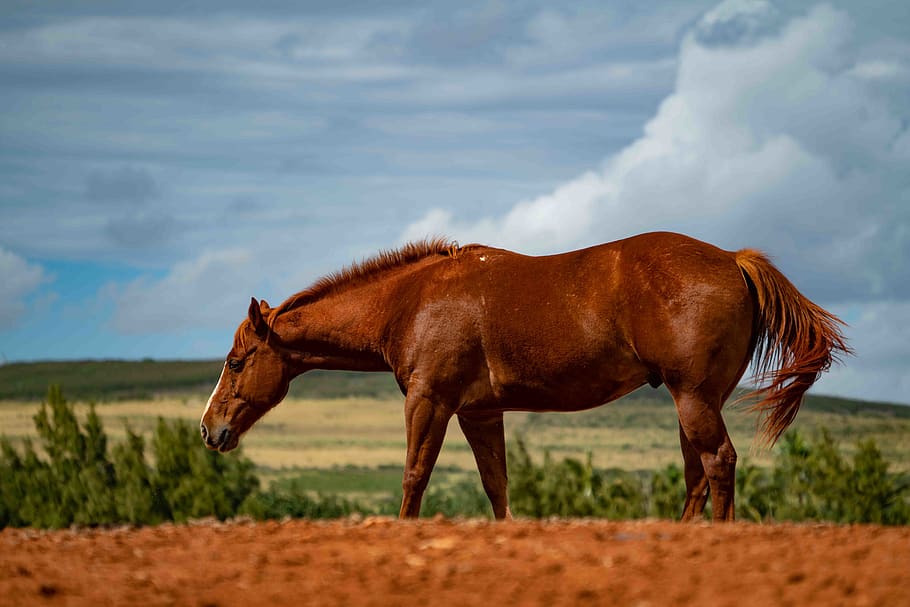 brown horse during daytime, animal themes, domestic animals, field HD wallpaper
