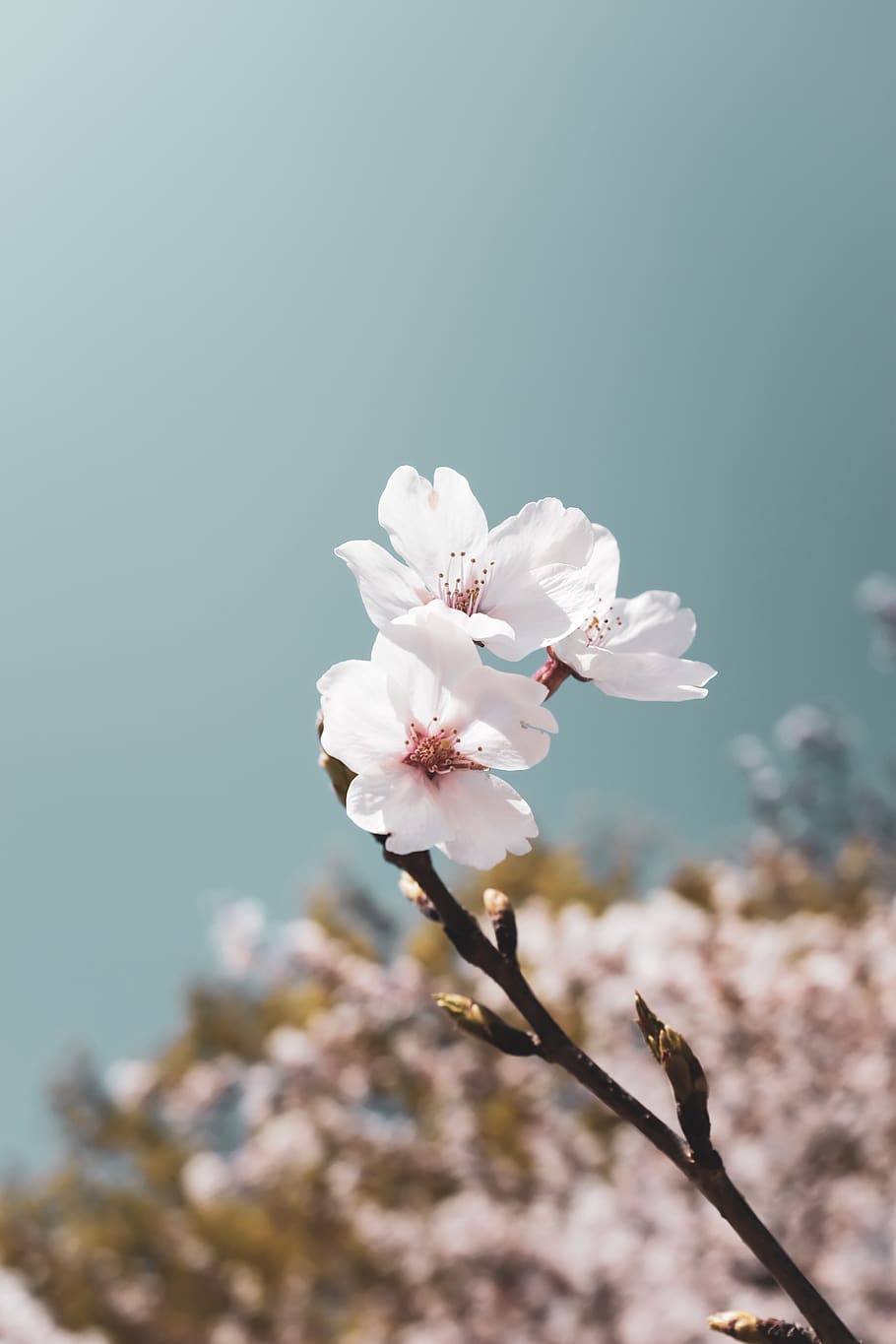 flowering plant, fragility, vulnerability, beauty in nature HD wallpaper
