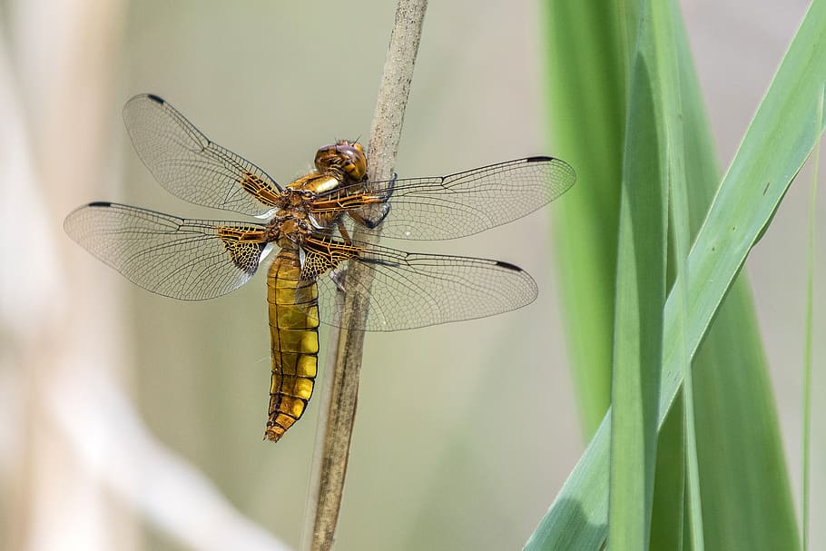 insect, nature, invertebrate, animal themes, animal wildlife HD wallpaper