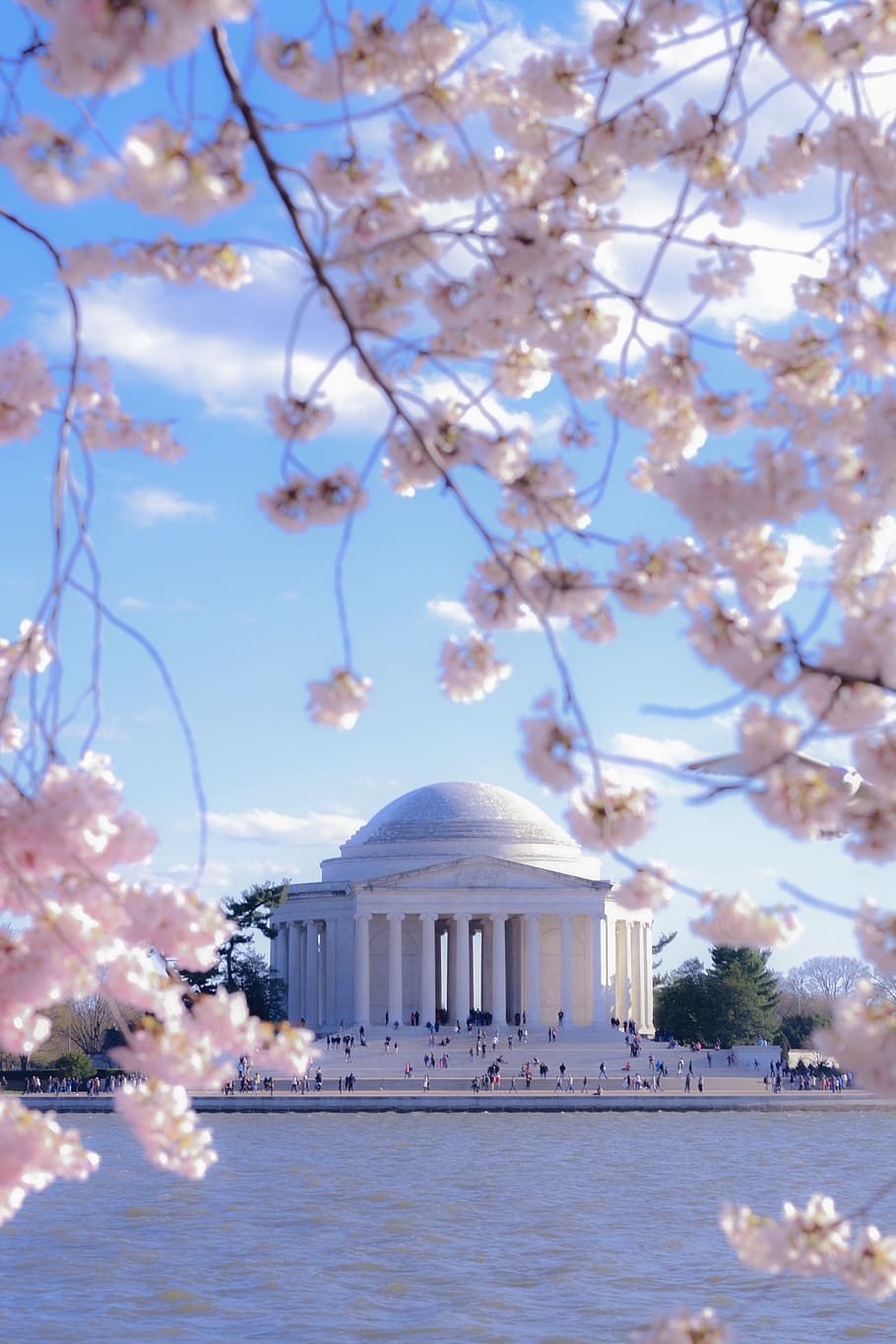 pink-petaled flowers, tree, plant, architecture, building exterior HD wallpaper