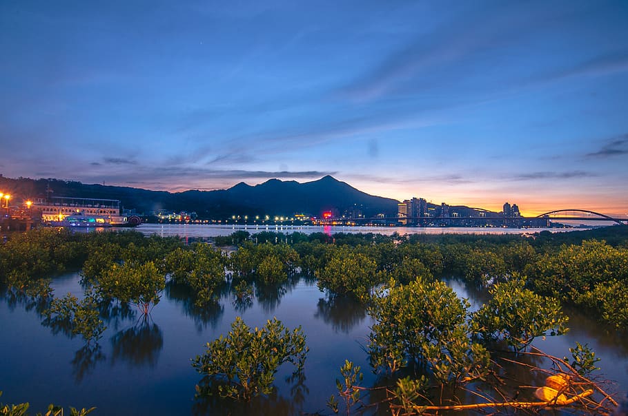 Green-leafed Trees, bridge, buildings, clouds, landscape, lights HD wallpaper