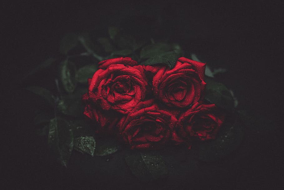 red, roses, flowers, rose - flower, flowering plant, beauty in nature HD wallpaper