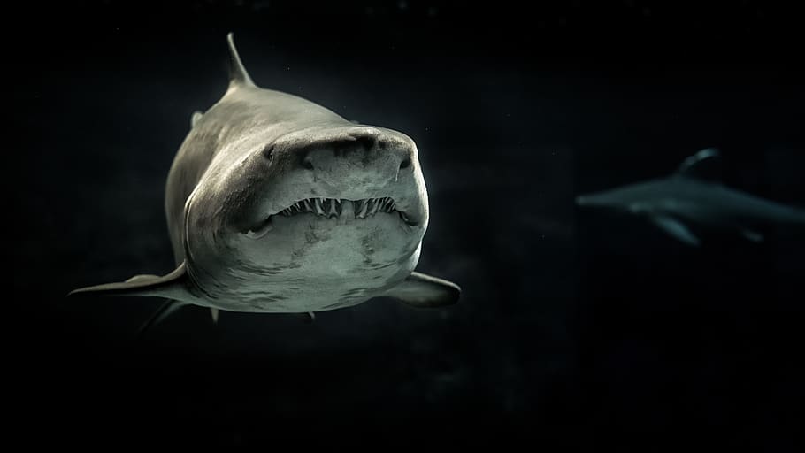 Selective Photo of Gray Shark, animals, aquatic, black and white, HD wallpaper