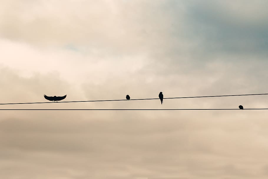flight, rest, break, bird, vertebrate, animal themes, animals in the wild HD wallpaper