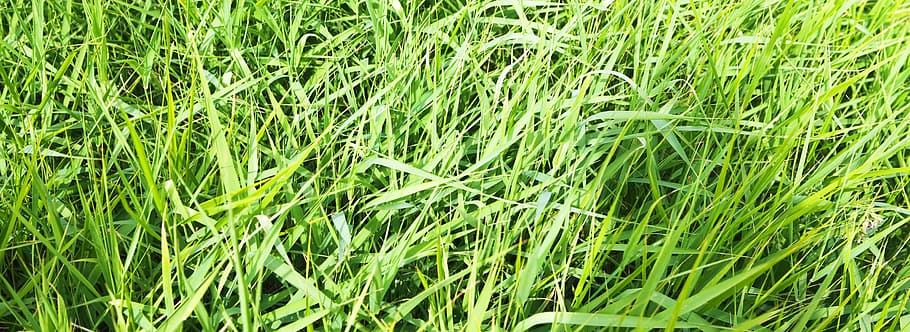 con2011, background, field, fresh, garden, grass, green, growth HD wallpaper