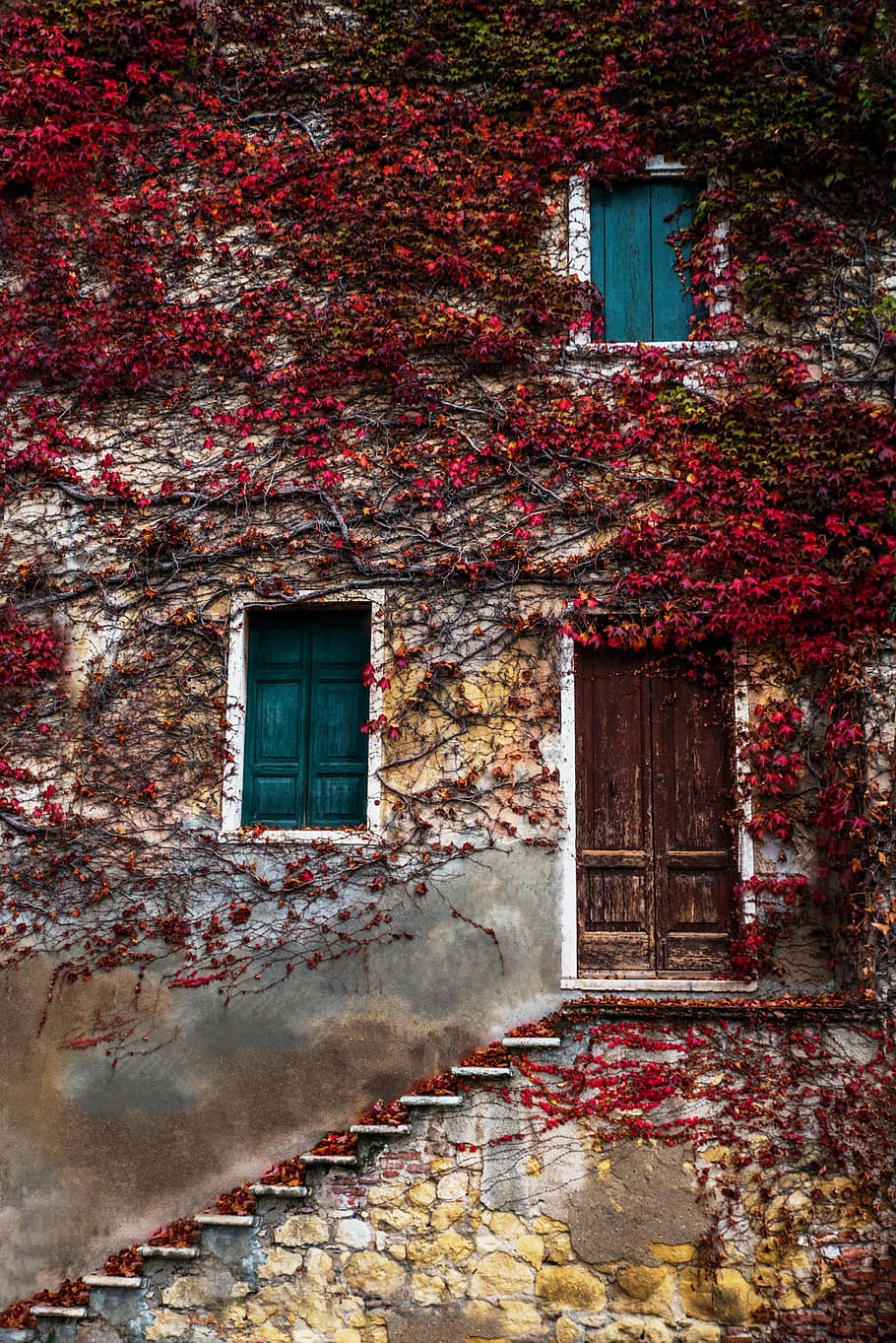 red leafed vine plant covered house, building, climber, window, HD wallpaper