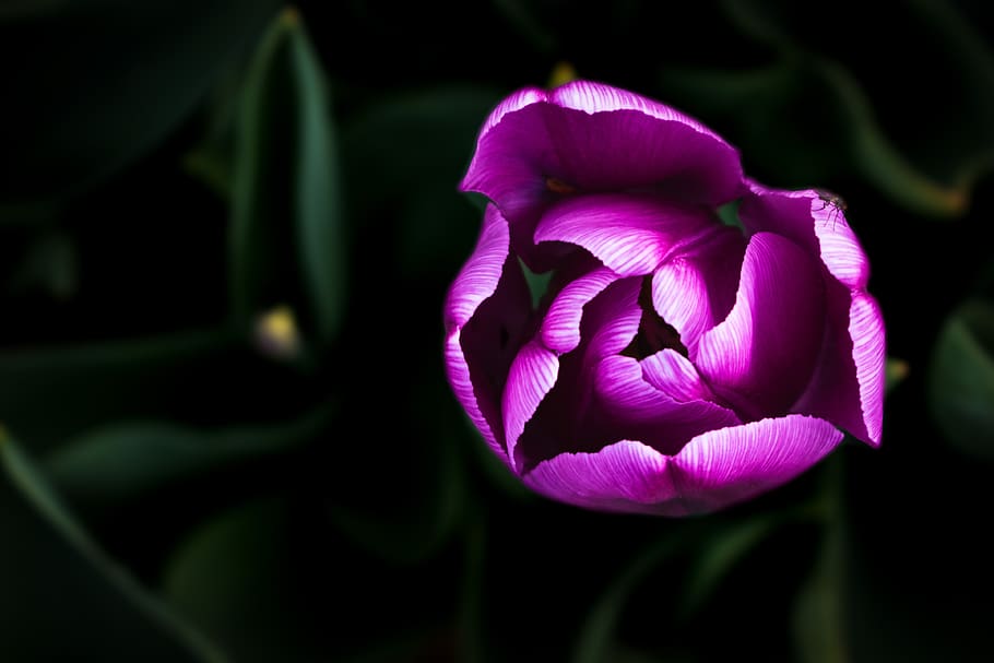 tulip, flower, spring, summer, nature, garden, flora, blossom HD wallpaper