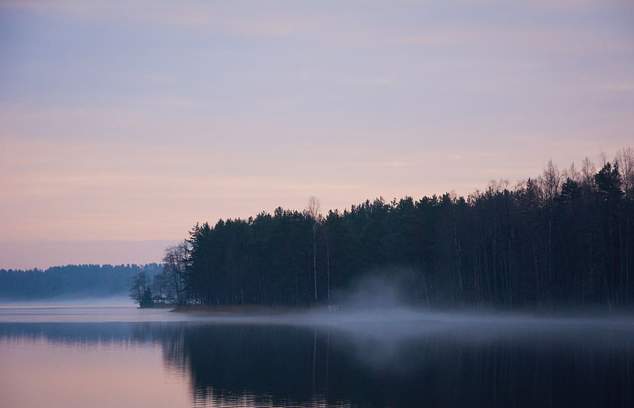 green pine trees, nature, outdoors, water, lake, fog, sky, sunrise HD wallpaper