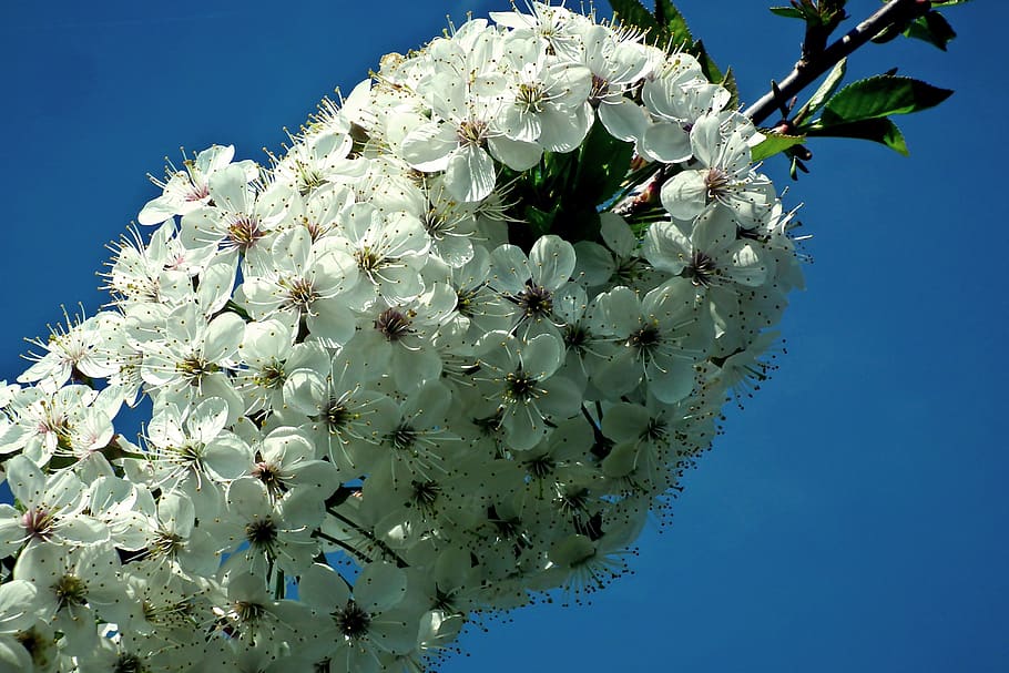 cherry, sprig, flowers, sad, tree, nature, blossoming, closeup HD wallpaper