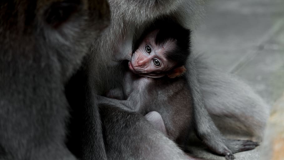 closeup photography of gray monkey, mammal, animal, wildlife, HD wallpaper