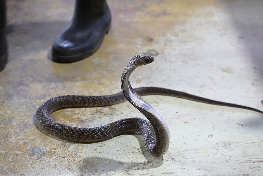 snake, cobra, dangerous, poison, one animal, reptile, animal themes HD wallpaper