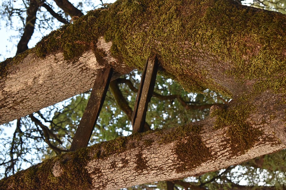 tree trunk, plant, outdoors, apparel, clothing, undershirt HD wallpaper
