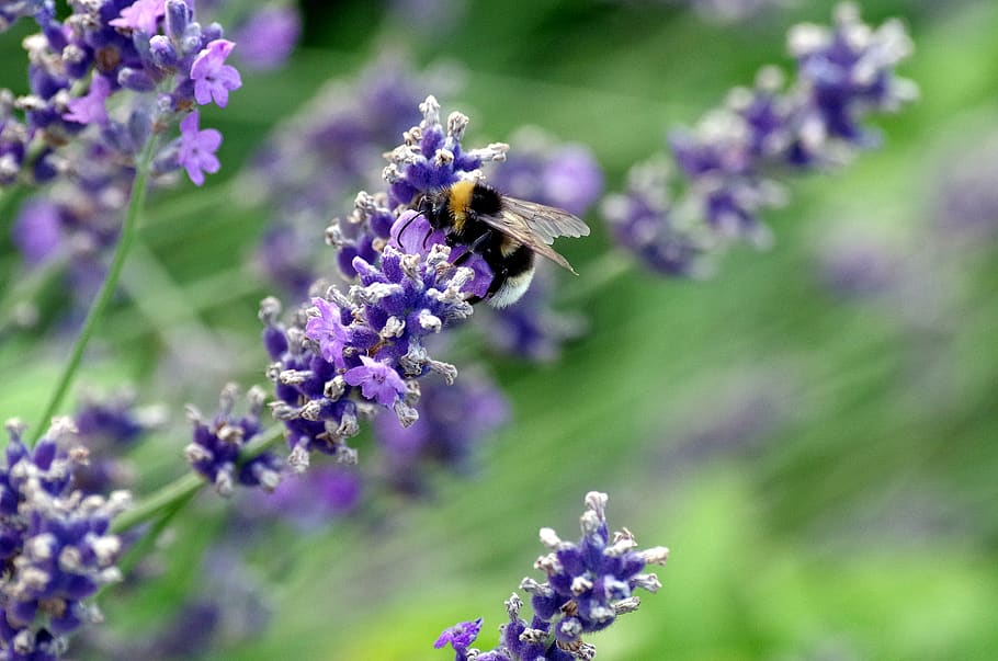 flowers, bee, pollen, nectar, pollination, plant, nature, insect HD wallpaper