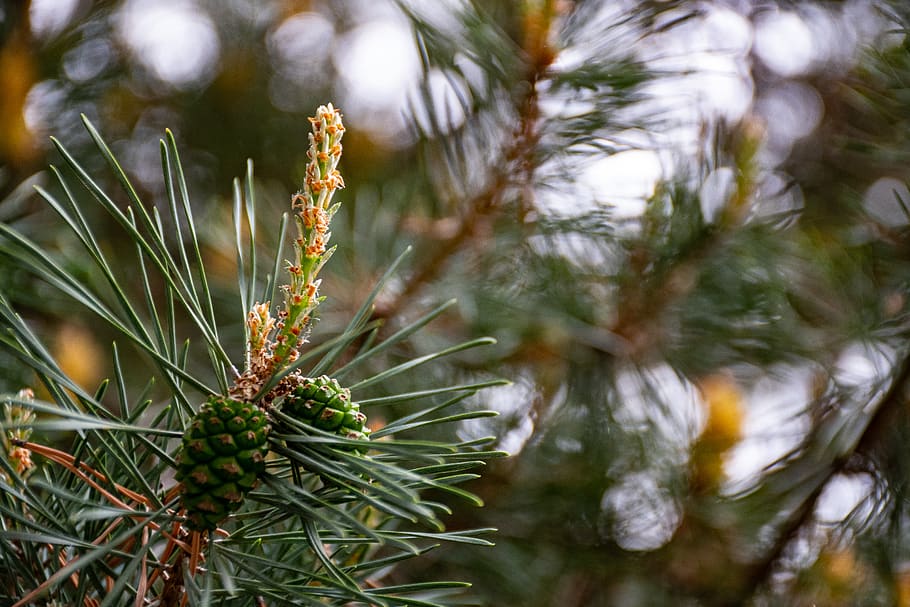 Close Up Photo of Pine Tree, branch, celebration, christmas, color HD wallpaper