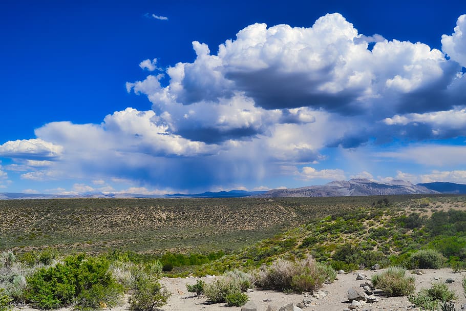 death valley, desert, dry, rain, nature, landscape, plant, national park HD wallpaper